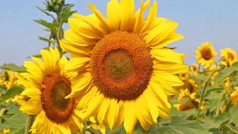 Beatiful view on Sunflower field. summer concept Stock Footage 95461298
