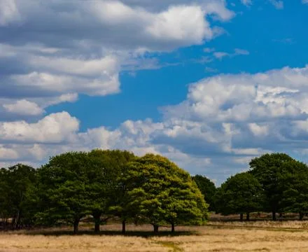 Beatiful view with trees and dry grass on a sunny day with a blue sky Stock Photos