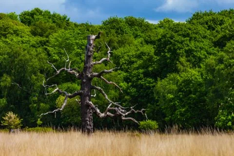 Beatiful view with trees and dry grass on a sunny day with a blue sky Stock Photos