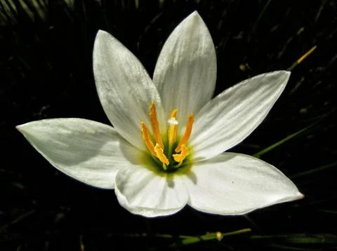 Beatiful of white flower Stock Photos