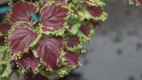 Beatifull Leaf for Front House Stock Footage 225241217