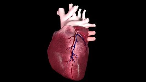 Beating Heart Rotation Stock Footage 122531660