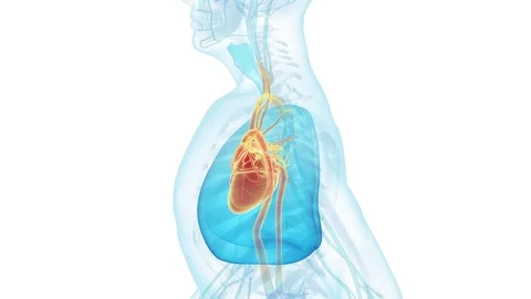 Beating heart of the walking human Stockbeeldmateriaal 72287533