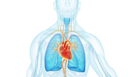 Beating heart of the walking human 库存影片 72288276