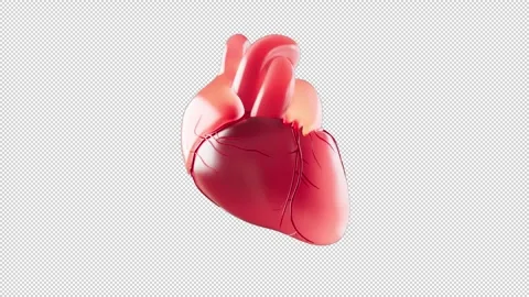 Beating human heart 3d realistic cartoon animation alpha channel Stock Footage 275523558