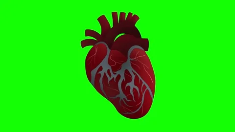 Beating Human Heart Anatomical Motion Graphic (Green Screen) Stock-Footage 339270517