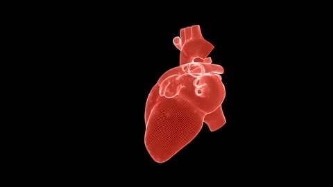 Beating human heart wireframe rotating with Alpha Channel seamless loop Stock Footage 106186697
