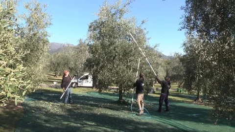 Beating of the olives Stock Footage 84172289