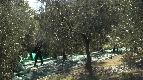 Beating of the olives Stock Footage 84174624