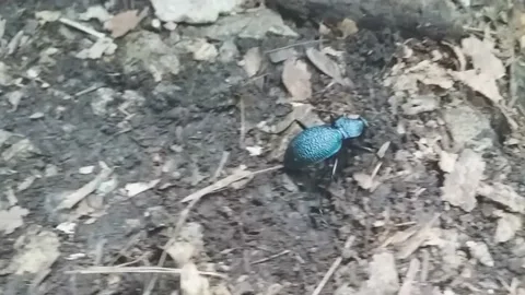 Beatle blue crawling on the ground Stock Footage 147528384