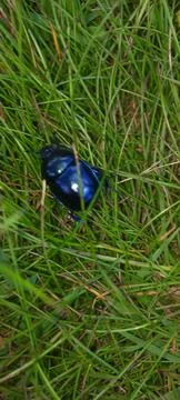 Beatle bug in green grass Stock Photos