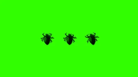Beatle Bug Insect Crawling Stock Footage 14401754