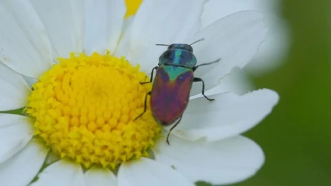 A beatle on a daisy flower Stock Footage 121249677
