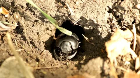 Beatle eating Stock Footage 22322606