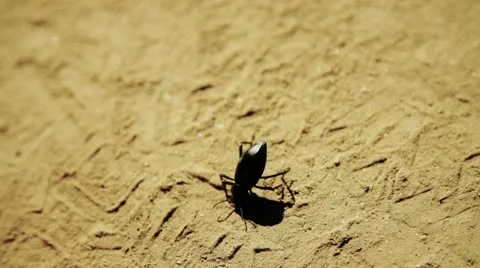 Beatle walking in 240fps Stock Footage 21934919