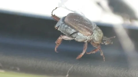 The Beatle was stuck inside a web Video stock 111250512