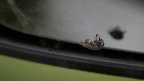 The Beatle was stuck inside a web Video stock 111260837