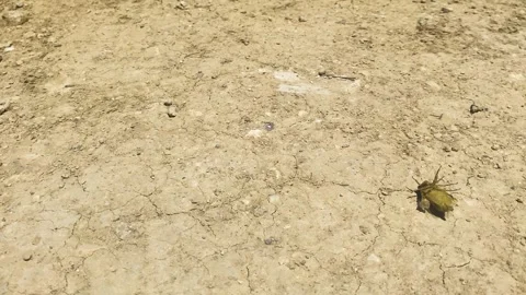 Beattle falling over Stock Footage 280086242