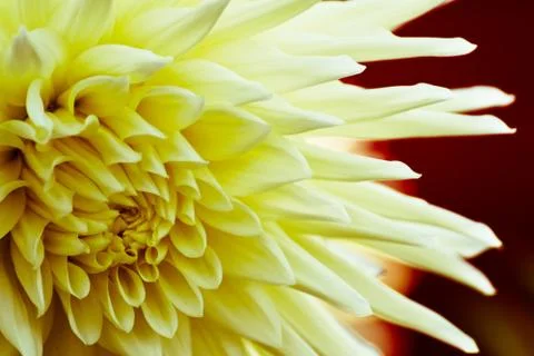 Beatuiful Yellow Flower Stock Photos