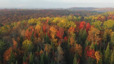 Beatutiful light. Drone flight overfall tree forest. Autumn in Ontario, Canada. Stock Footage