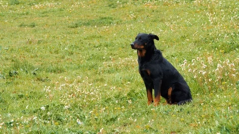 Beauceron dog waiting in a meadow. Fix shot, day time. Stock Footage
