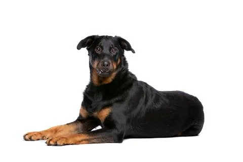 Beauceron Stock Photos