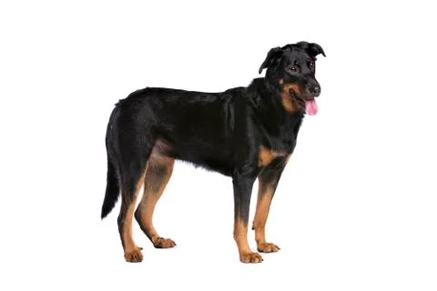 Beauceron Stock Photos