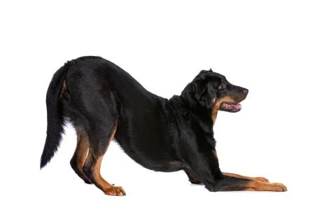 Beauceron Stock Photos