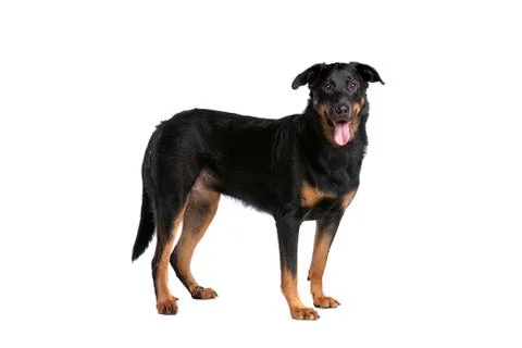 Beauceron Stock Photos
