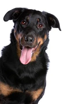 Beauceron Stock Photos