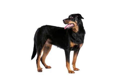 Beauceron Stock Photos