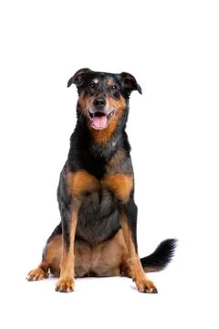 Beauceron Stock Photos
