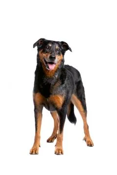 Beauceron Stock Photos