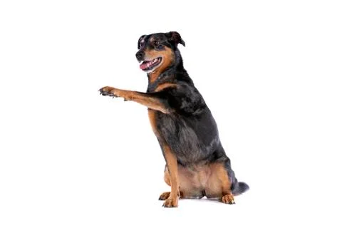 Beauceron Stock Photos