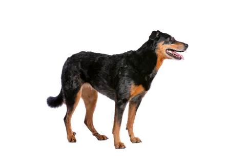 Beauceron Stock Photos