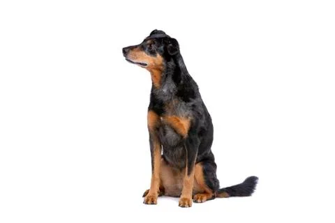 Beauceron Stock Photos
