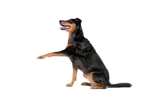 Beauceron Stock Photos