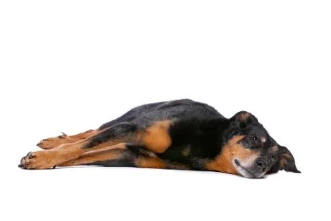 Beauceron Stock Photos