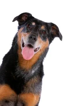 Beauceron Stock Photos