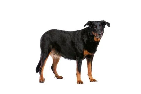 Beauceron Stock Photos