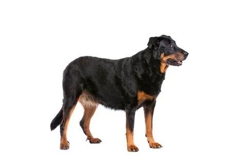 Beauceron Stock Photos