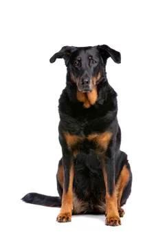 Beauceron Stock Photos