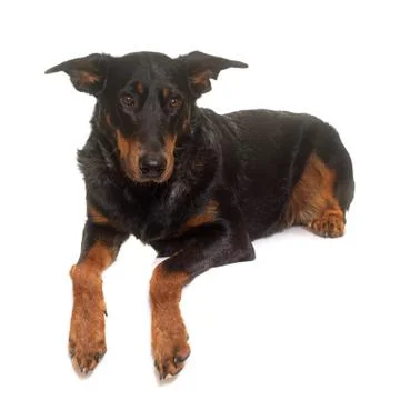 Beauceron in studio Stock Photos