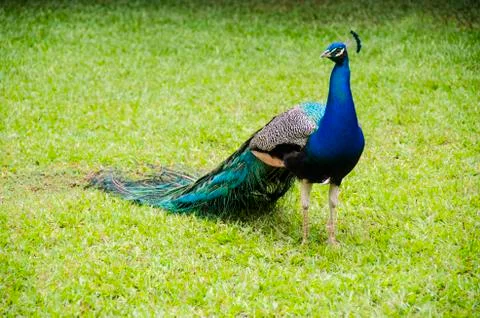Beaufiful Blue Peacock on the Grass Stock Photos