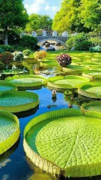 Beaugiful peaceful.. Fotos Stock