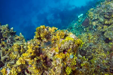 Beaugregory in a reef Stock Photos