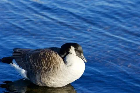 Beauiful background with the cute Canada goose Stock Photos