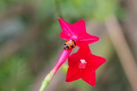 Beaulyful Ladybug rests on a flower, blur background image Stock Photos