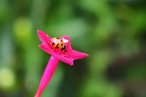 Beaulyful Ladybug rests on a flower, blur background image Stock Photos