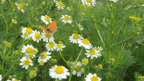 Beauriful butterfly sitting on a chamomile flower. Stock Footage 132696499